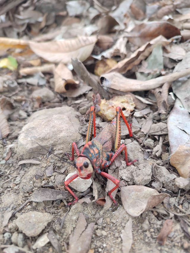 Saltamontes gigante (Tropidacris collaris)
